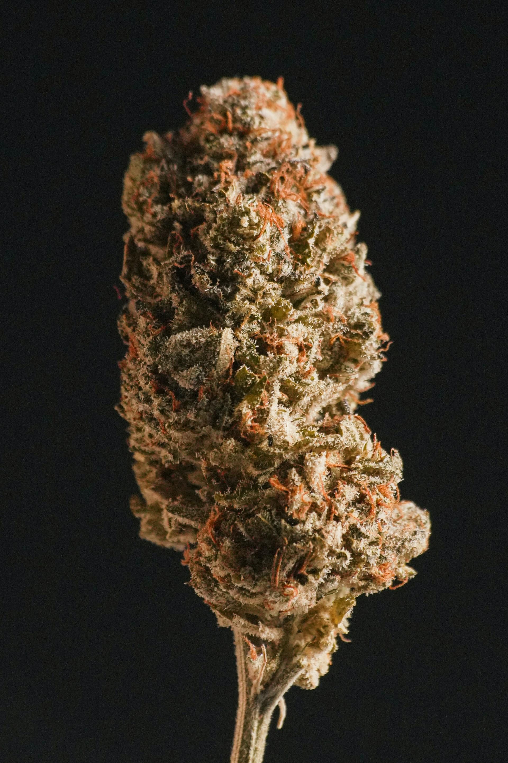 Premium cannabis flower on dark background